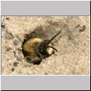 Colletes cunicularius - Weiden-Seidenbiene 12.jpg